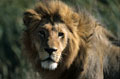  Lion, crinière 